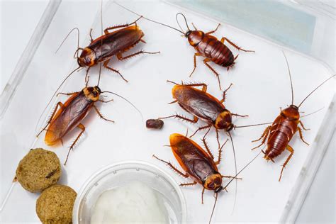 The Differences Between Oriental and American Cockroaches - Dr. Death Pest Control