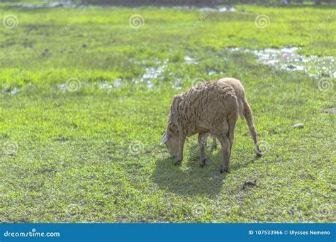 Carneiros Que Comem A Grama Em Campos Foto De Stock Imagem De Grama