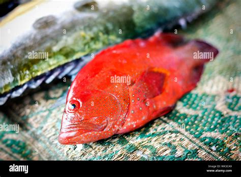 Fresh Fish On Fish Market In Muscat Oman Stock Photo Alamy