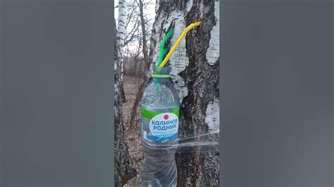 Сезонный сбор березового сока - YouTube