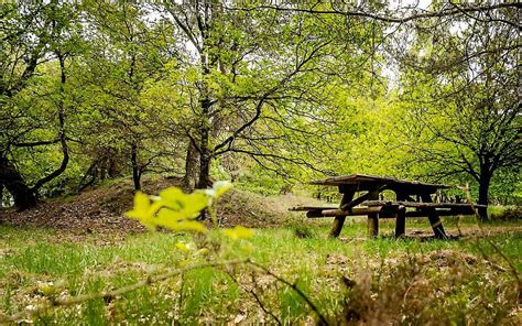 Steeds Minder Bos In Nederland