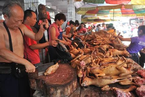 China dog meat festival angers animal rights campaigners as 10,000 ...