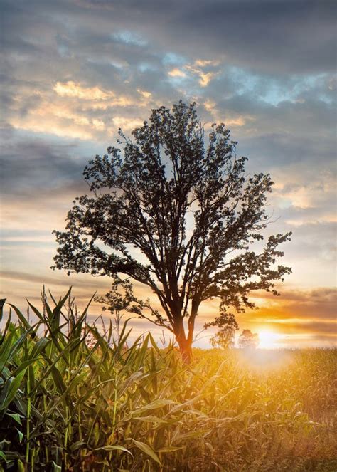 Rvore Solit Ria Num Campo De Milho Nuvens Dram Ticas Ao P R Do Sol