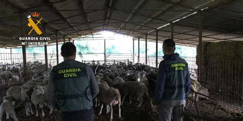 La Guardia Civil Arresta A Cuatro Ganaderos De Los Pedroches Por Estafa