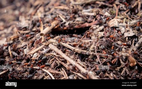 Red Wood Ants Working on their Nest Stock Photo - Alamy