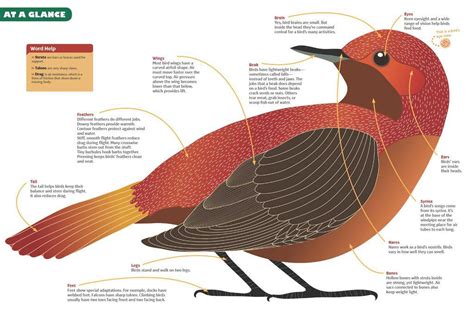 Read A Birds Eye View—of A Bird Online