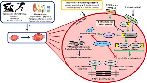 Schematic Of Putative Factors That Can Be Manipulated To Induce Muscle