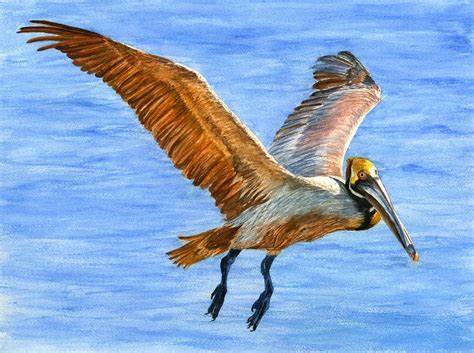 Pelican In Flight Painting By Karen Galemba Fine Art America