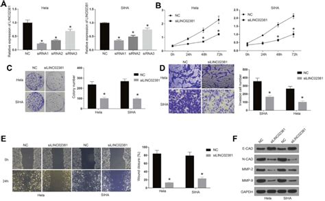 Knockdown Of LINC02381 Inhibited Cervical Cancer Cell Viability