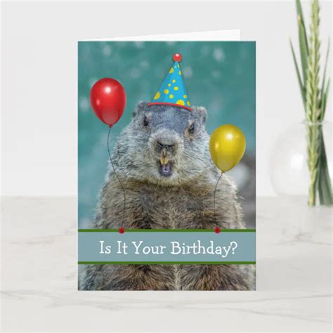 Funny Happy Birthday On Groundhog Day Again Card Zazzle