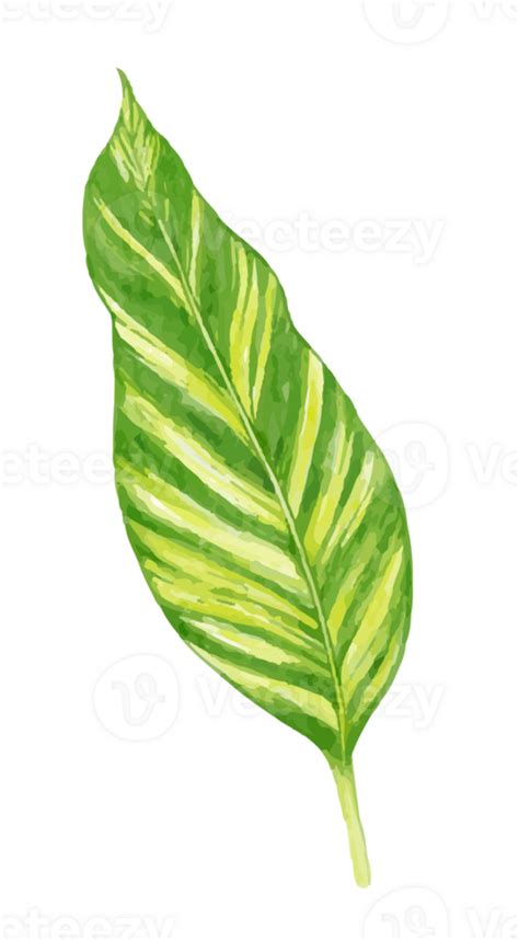 Tropical Leaves Watercolor 26495096 PNG