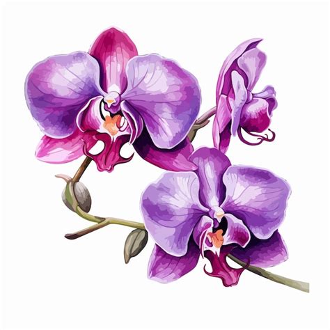 Page 3 Hardy Orchid Vectors And Illustrations For Free Download
