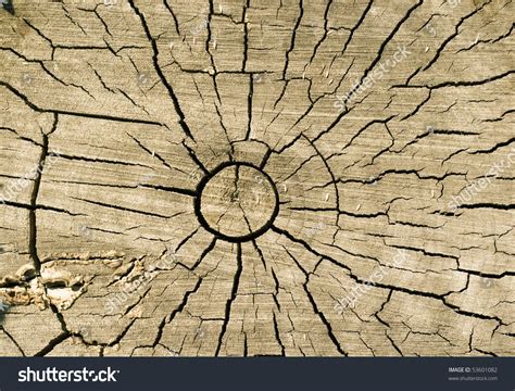 Cut Log Woodgrain Background Texture Stock Photo 53601082 - Shutterstock