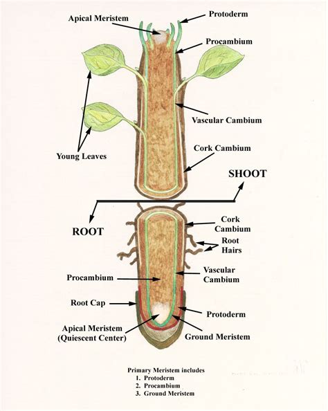 Diagram Of Plant Root System Diagram Showing Root Structure