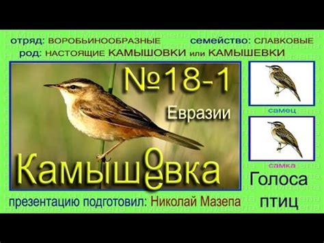 Камышевка. Камышовка. Евразия. Голоса птиц - YouTube