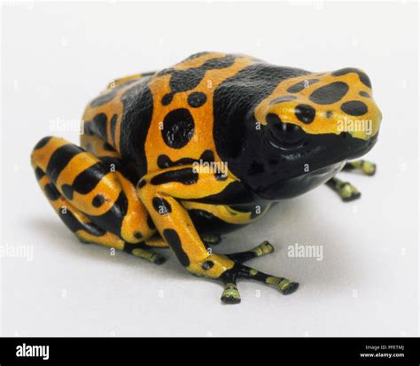 Orange And Black Poison Dart Frog Hi Res Stock Photography And Images