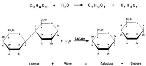 Lactose And Lactase Reaction Diagram