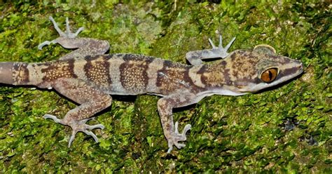 Species New To Science Herpetology • 2000 Cyrtodactylus Tiomanensis