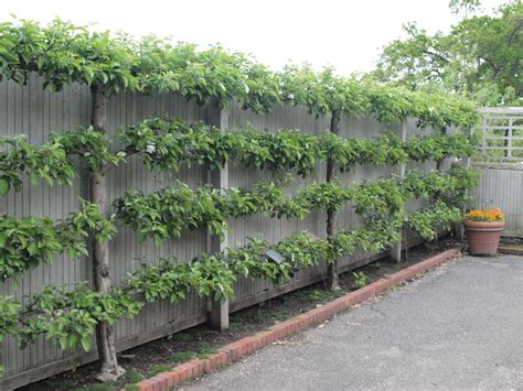 Espaliered Fruit Trees Great Way To Grow Fruits Along The Walls Of Homes Branches Even Grow