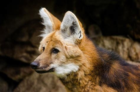 + de 40 animais do CERRADO BRASILEIRO - com FOTOS!