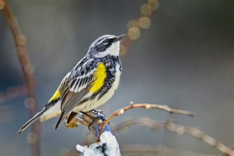 Warblers - Birds and Blooms