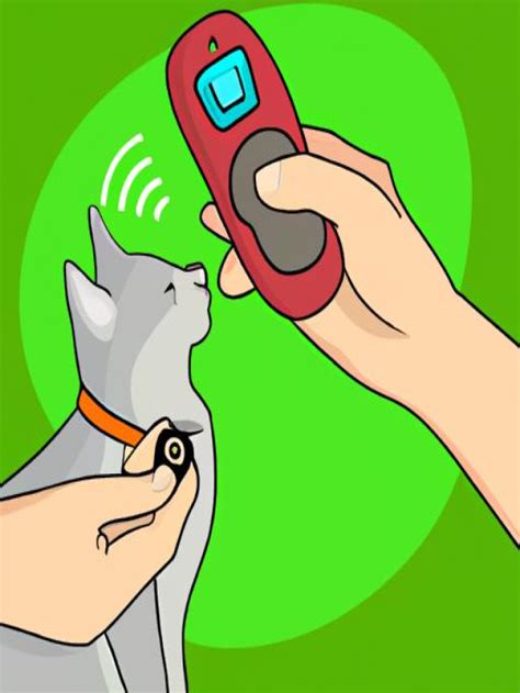 How to Clicker Train Your Cat: A Step-by-Step Guide - Critter Kingdom