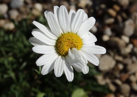 Online Crop Selective Focus Photography Of White Daisy HD Wallpaper