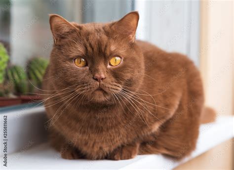 Portrait Of British Short Hair Brown Cat The Cat Is Sitting On The