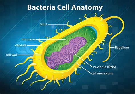 Illustration of the bacteria cell structure | Stock Vector | Colourbox