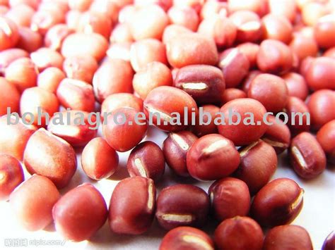 Red Small Kidney Beanschina Bohai Price Supplier 21food
