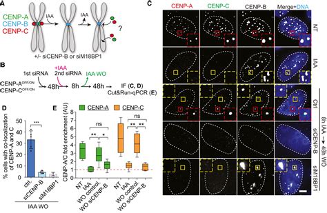 A Genetic Memory Initiates The Epigenetic Loop Necessary To Preserve