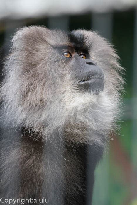 シシオザル1 動物園へ写真の旅