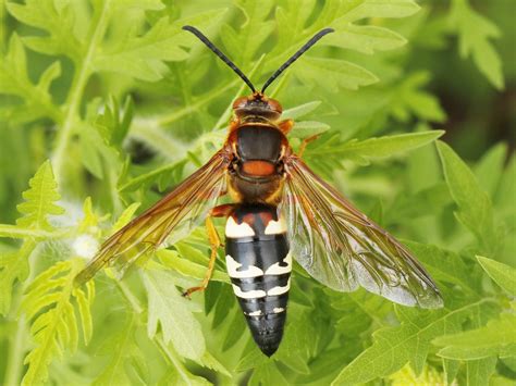 Sphecius Speciosus Eastern Cicada Killer Wasp Toronto Flickr