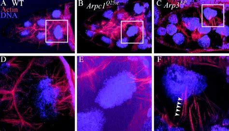 Nurse Cell Cytoplasmic Actin Bundle Formation In Arp Complex