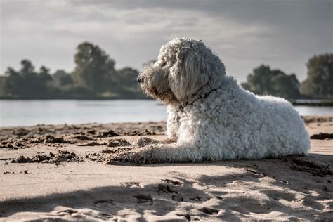 Qué hacer con tu perro en Sevilla Blog de Viajes y actividades Kolaboo