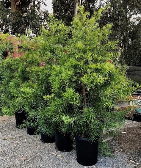 Podocarpus Gracilior Native Sons Wholesale Nursery