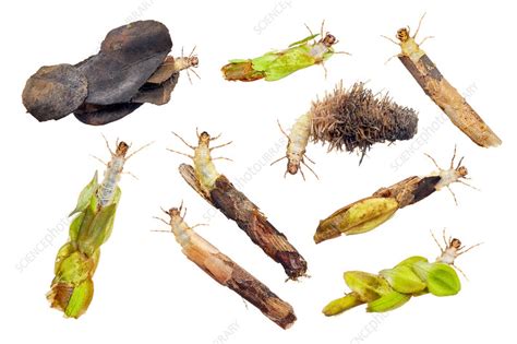 Composite Of Caddisfly Larva And Cases Stock Image C