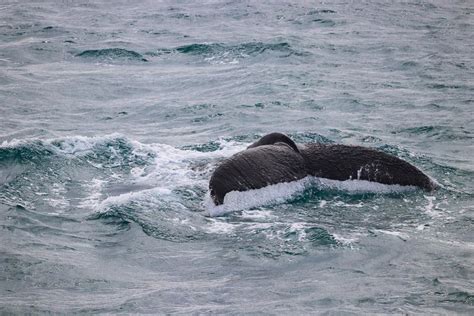 Whale Watching Tour from Reykjavik, Iceland | Arctic Adventures