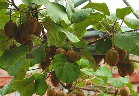 Kiwi Actinidia Chinensis Sveriges Tr Dg Rdsm Stare