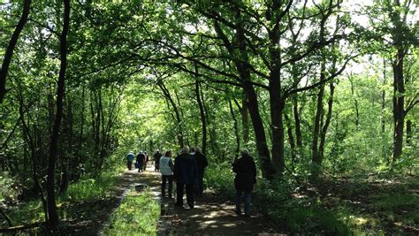 Red Onze Bomen En Ons Bos Van Overmatig Kappen Grootouders Voor Het