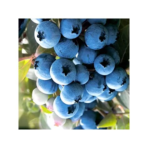 Planta de afin vaccinium corymbosum Duke, Yurta