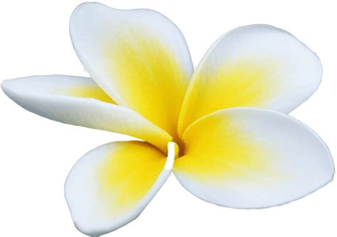 Frangipani Png Transparent Images