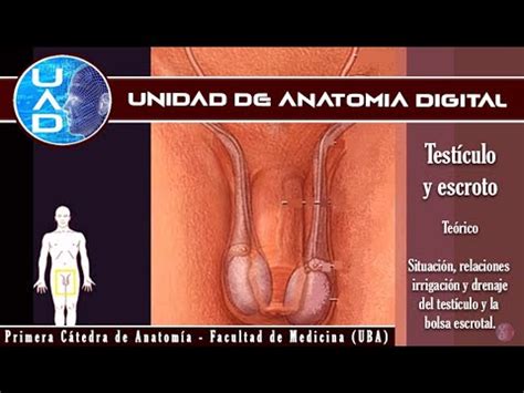 Testiculo y escroto Unidad de Anatomía Digital Primera cátedra de