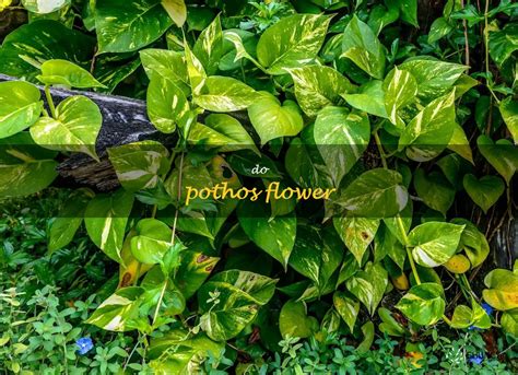 How To Care For A Pothos Plant And Make It Bloom | ShunCy