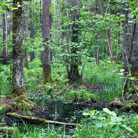 Summer 2020 Trips In The Białowieża Forest Wild Poland