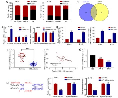 Foxp4 As1 Acts As The Molecular Sponge Of Mir 423 5p A Predominant