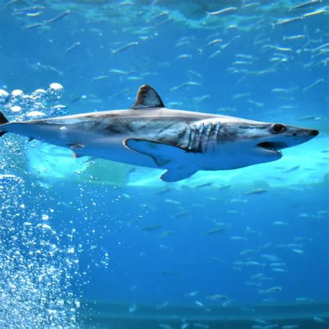 Shortfin mako shark - Facts, Diet, Habitat & Pictures on Animalia.bio