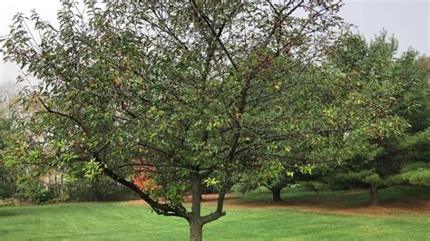 How To Prune Ornamental Flowering Crab Apple Tree Pre Project Or