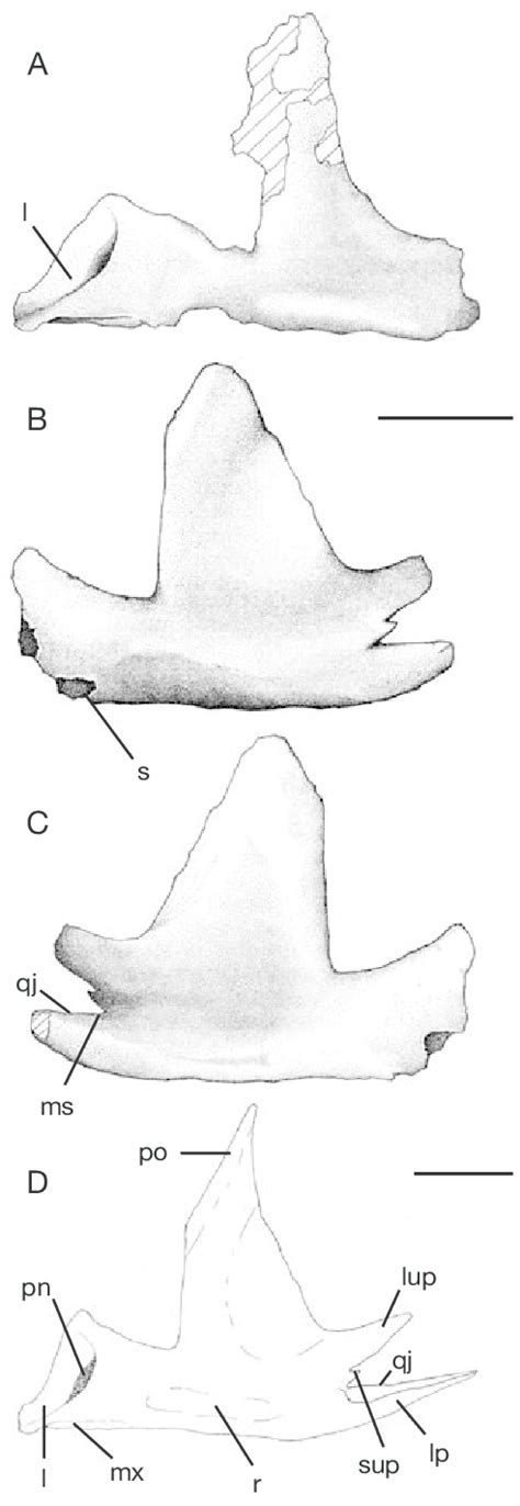 Mapusaurus Roseae N Gen N Sp A Left Jugal Mcf Pvph 108167 Download High Quality