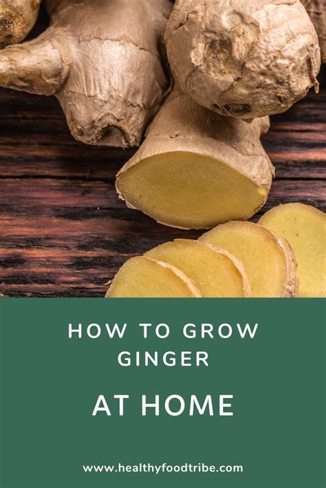 How To Grow Ginger At Home Guide Healthy Food Tribe